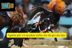 Đá Gà Cựa Dao – Cuộc Chiến Nảy Lửa Trên Đấu Trường