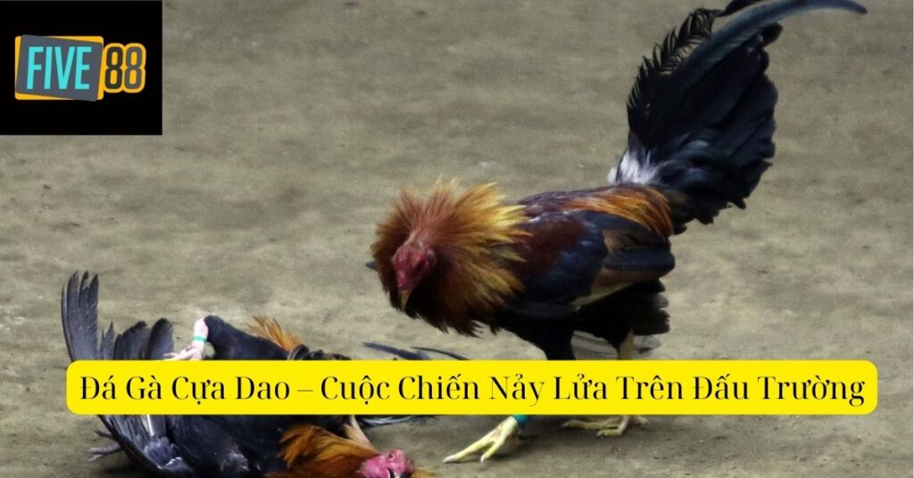 Đá Gà Cựa Dao – Cuộc Chiến Nảy Lửa Trên Đấu Trường